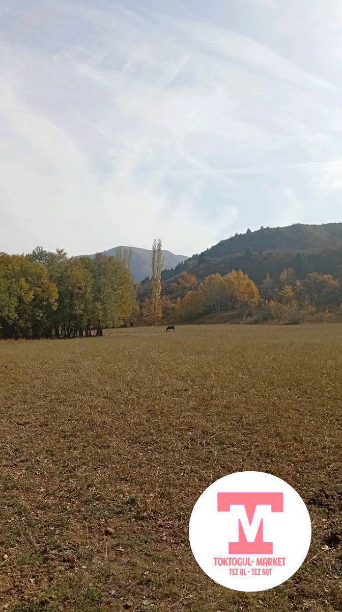 тайган ИТ алам срочно  2000 ге