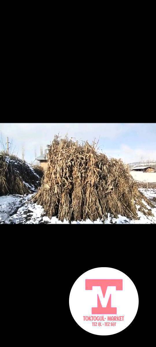 жугору пая сатылат.боосу чон .150 сомдон . доставка бар Шаар ичине.