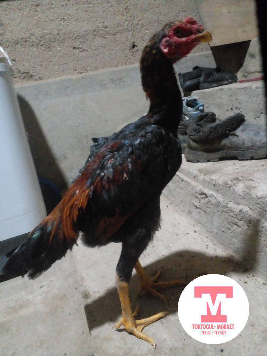 дакен 2500 мекиш 1500 сатылат жакшы телефого алмашам толка чалгыла