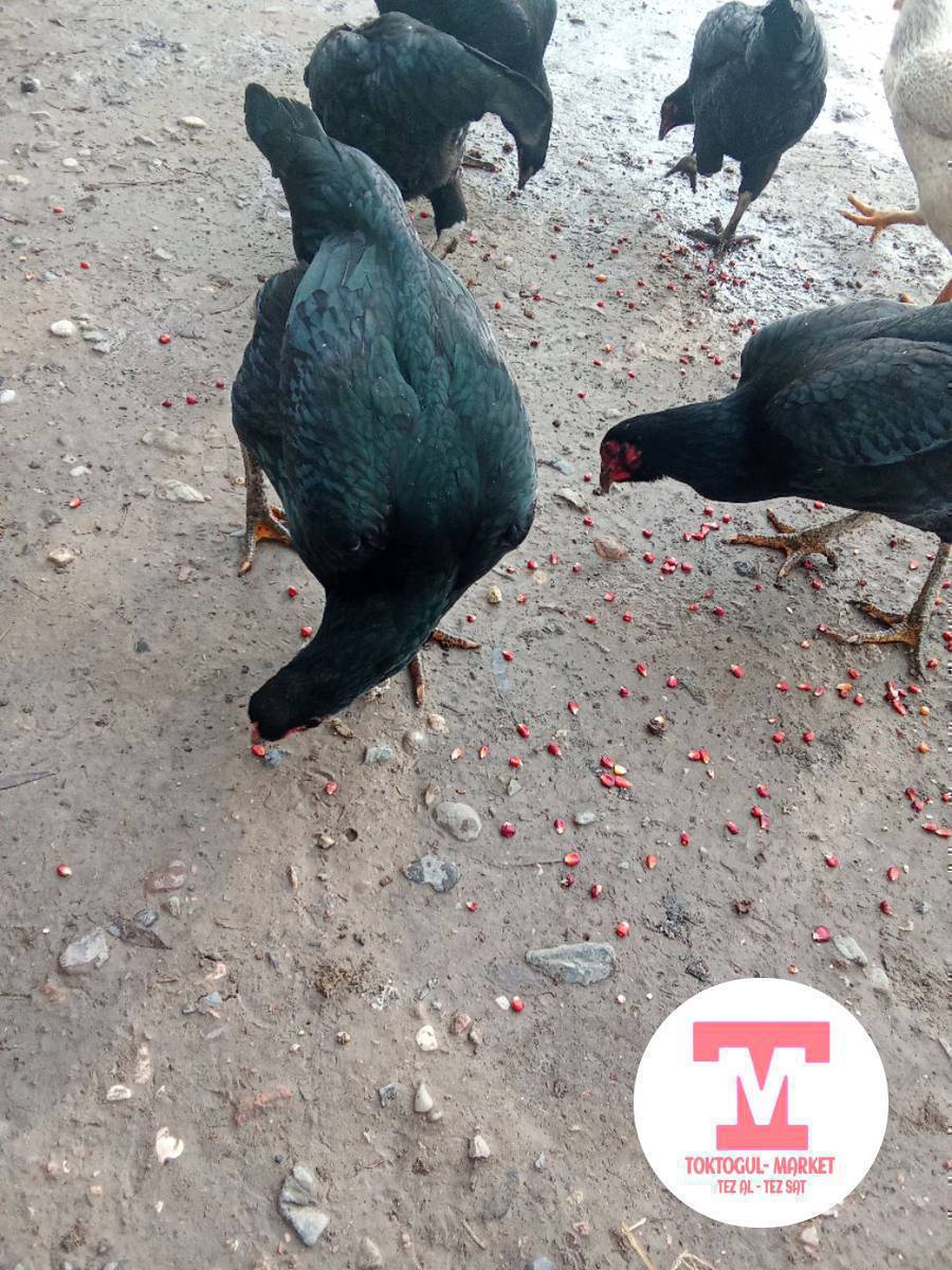 Дакен мекиштер сатылат 6 то бар үчө туйт