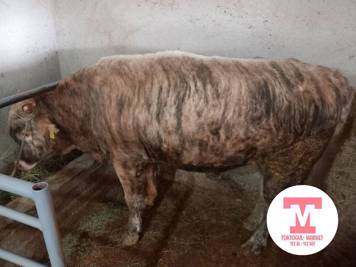 Семиз букалар сатылат, келишим баада. (0703)168028