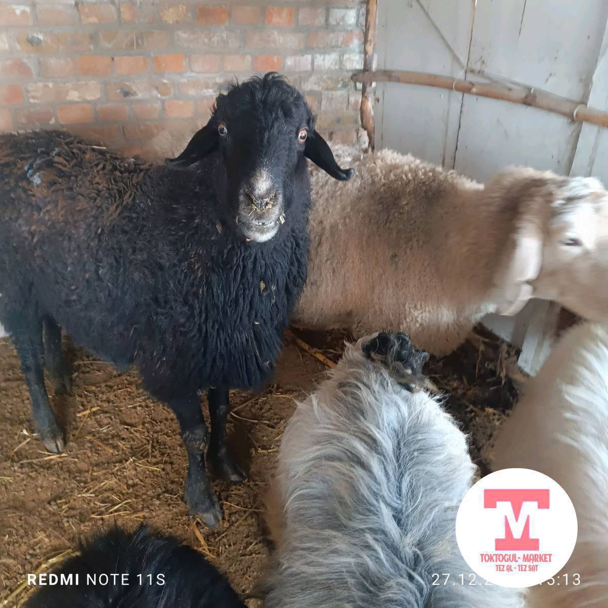 Семиз Койлор
Серкелер
Чон Эчкилер 
Улак ойногонго Текелер 
сойушка семиз улактар сатылат. 
Адрес: Токтогулда эски малбазардын жанында.