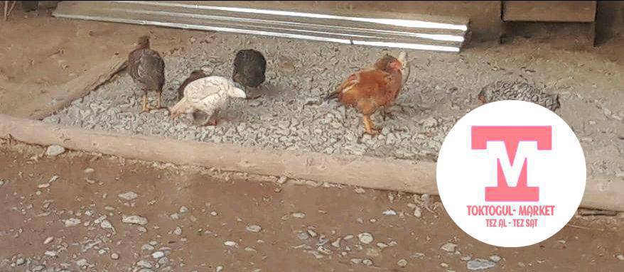 ушу жожолор сатылат чонойуп калган 3  мекиш 4 короз