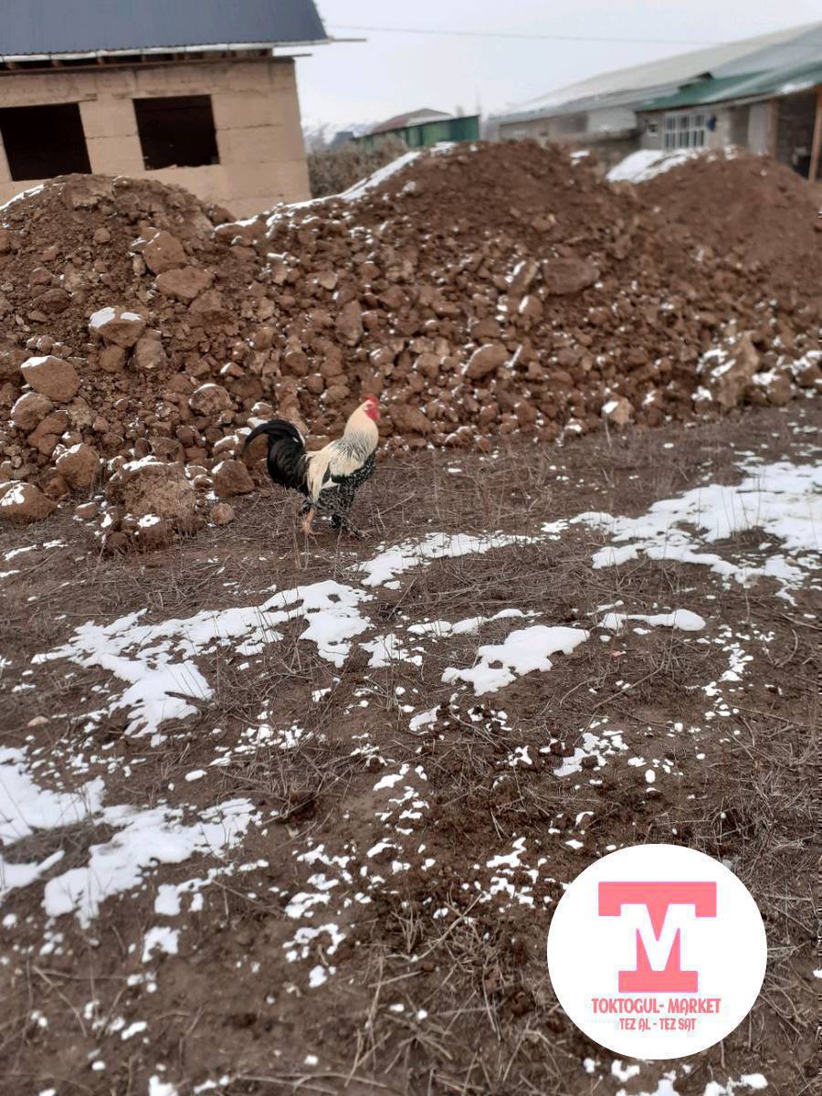 саламатсыздарбы ушул короз сатылат 1500сом жана тоок жожолор дагы сатылат 400дон