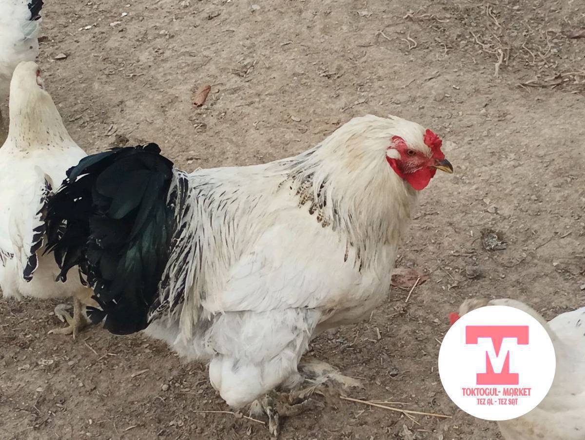 Короз сатылыат