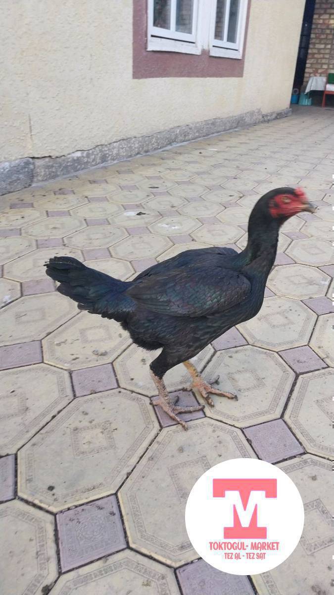 Ушул 5 дакен мекиштер сатылат