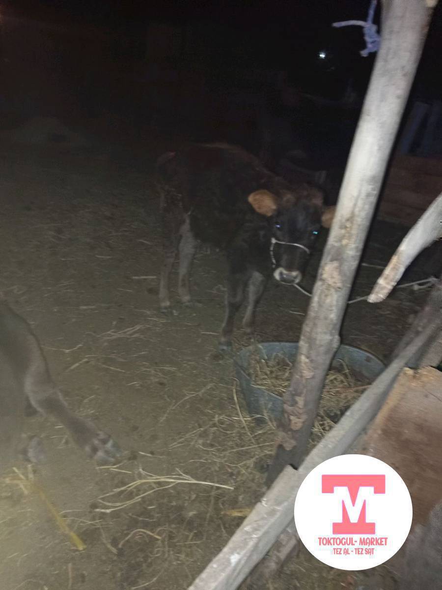 Кышы жазы мал карап беребиз сарайда акысы келишимдуу чоп озубуздон