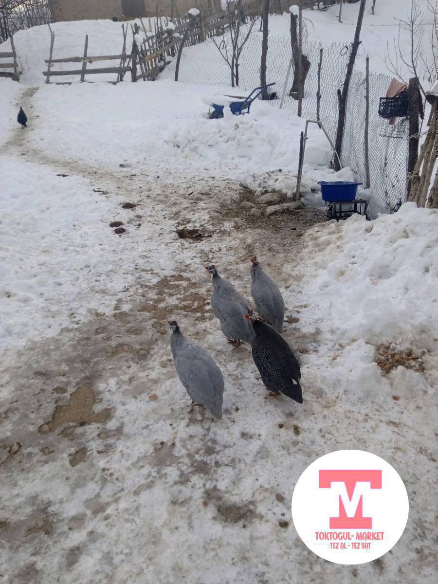 ушул кытай тооктору сатылат