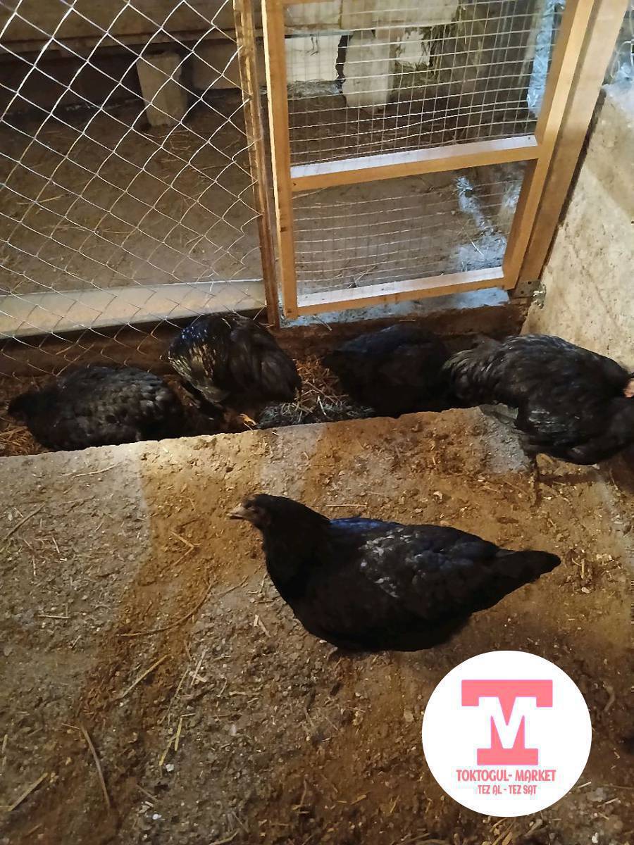 Саламатсыздарбы ушулар саатылат баасы 500сомдон 2короз 6мекиш же несушкага алмашамын