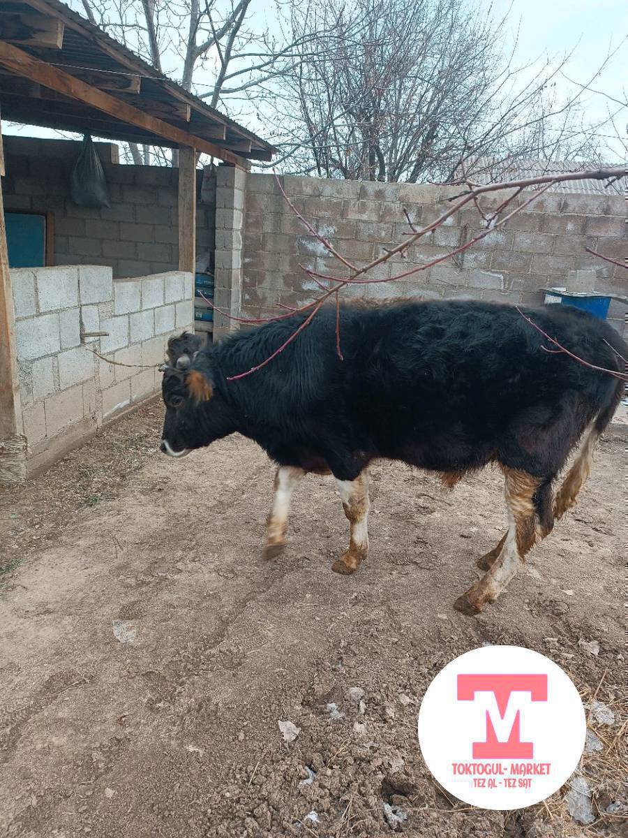 Ушул тай бука сатылат,  келишим баада