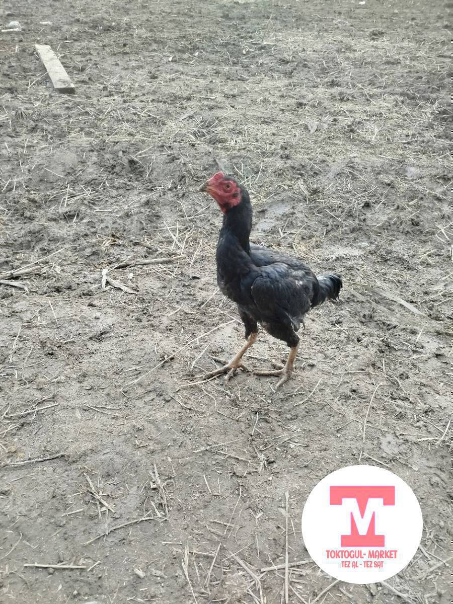 жожо короз сатылат 4ай жинди