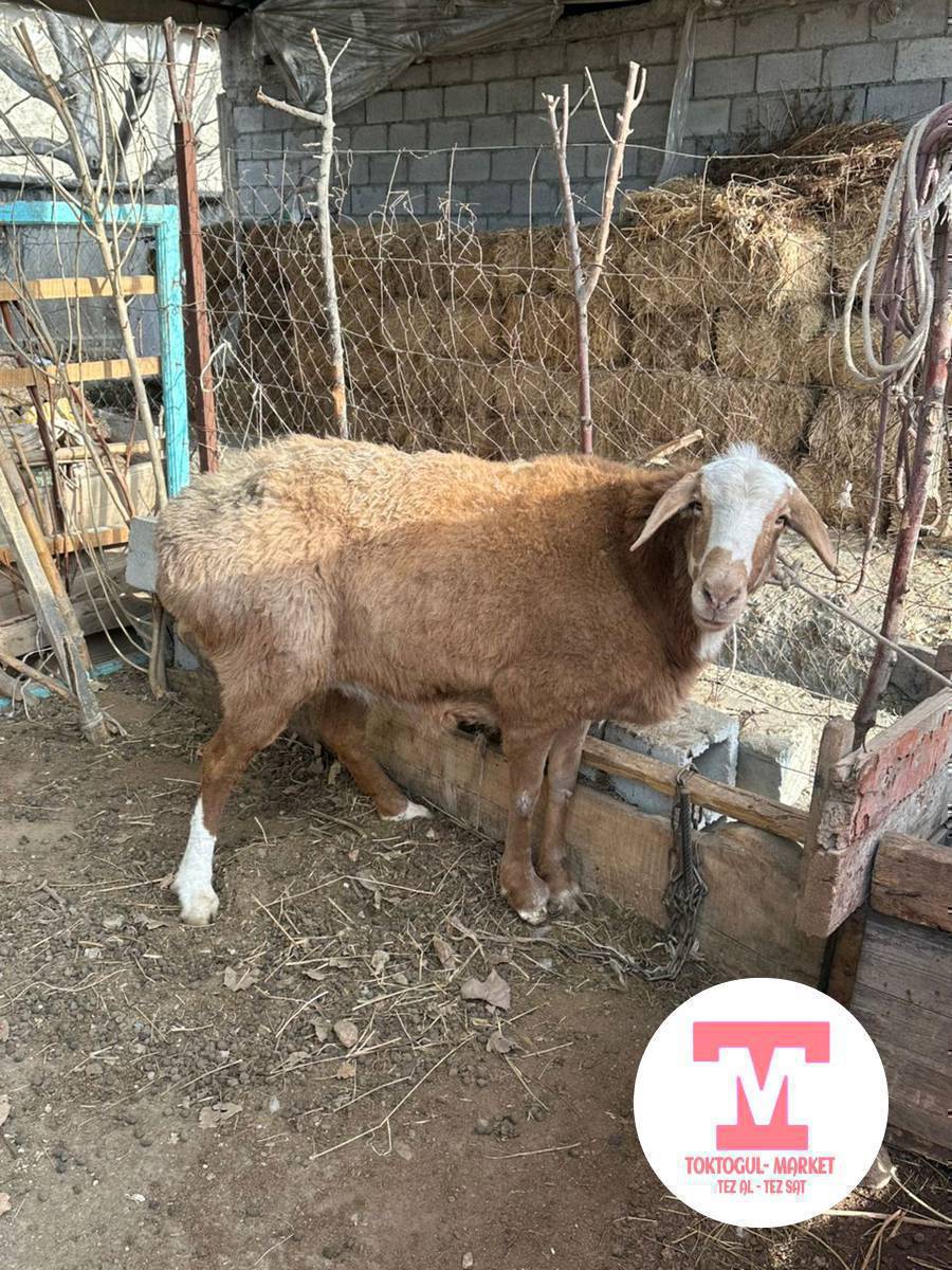 КОЙ САТЫЛАТ
• Багыты: Союшка да, асырап бакканга да абдан жакшы.
• Абалы: Ден соолугу чың, таза жана семиз багылган.
• Жашы: 6 тиш.
• Баасы: 25 000 сом (акыркы баасы — окончательно).