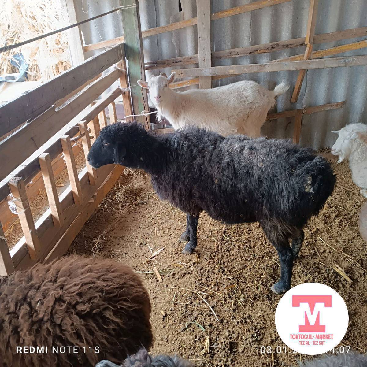 Сойушка семиз Кой 
Бычмал Козу 
Эчки 
Улактар сатылат. 
Дареги: Токтогулда эски малбазардын жанында.