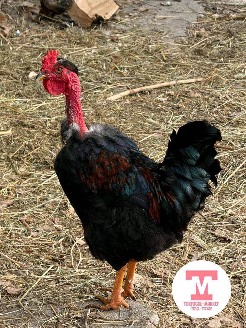 Срочно:Голошейка Порода Короз сатылат Жаш 3Кг Чыгат Жакшы короз Баасы 1000Сом Алмашуу Жолдору бар.
2 Тоокко Алмашам Өзүм алпарып берем. Бекер