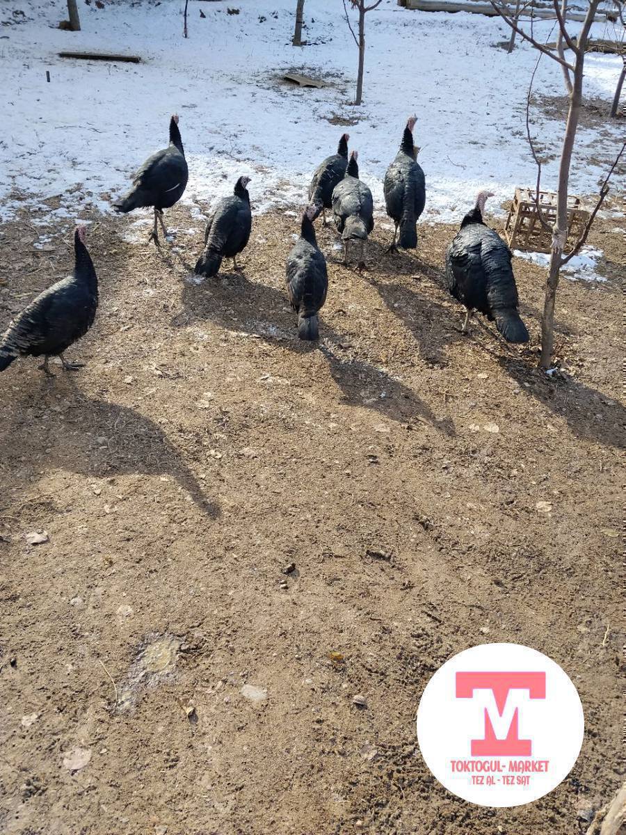 УНДУКТОР САТЫЛАТ !!!