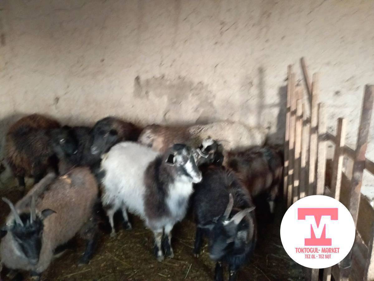 козу семиз эчкилер чебич ургачы улактар сатылат союшка Адреси Бала -Чычкан айылында