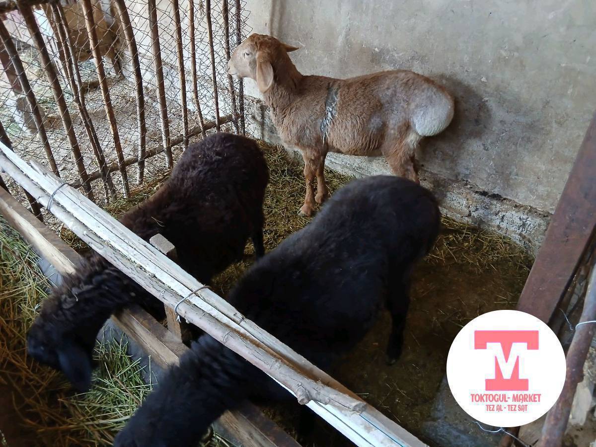 Союшка ургаачы бычмал козулар сатылат 14-17 минге чейин.