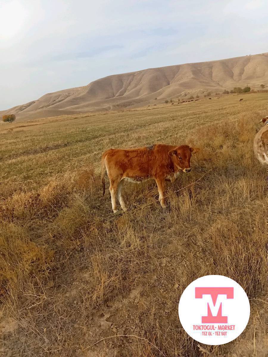 бала тегеректен ушул ургаачы торпок жоголду эки ай болду малыңыздар менен барып калса айтып коюңуздар сүйүнсүсү бар 0700 35 34 40