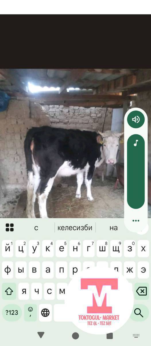 кунаажын сатылат