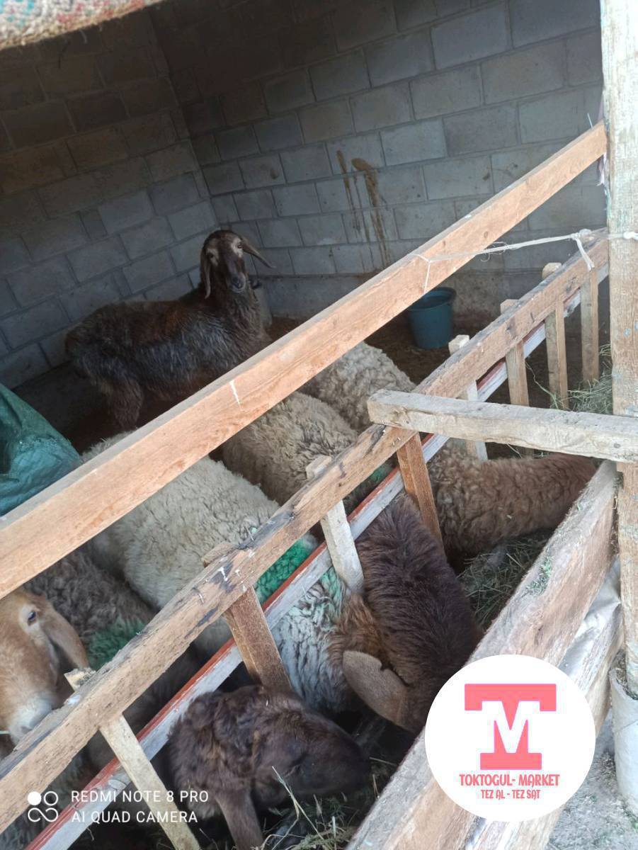 чарба козулар сатылат 17 минден ургачы козулар