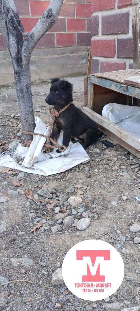 кара овчарка порода күчүк сатылат