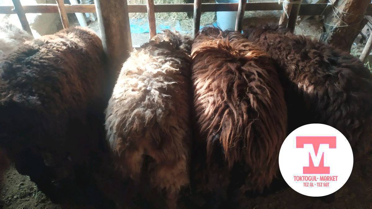 жемде турган козулар сатылат союшка жарайт бычмал ургачы бар 
2шт ургачы козу бар союшка жарайт мал кылса деле болот денсолугу таза орубайт 16000сомдон Кеми бар 
1 чон Сары бычмал таза орубайт  16000с Кеми бар 
Адрес кызылтуу 
Доставка бар токтогул Ичи