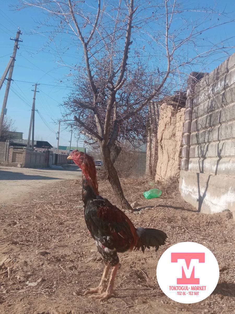 Алмашам дакен мекишке же тоокко