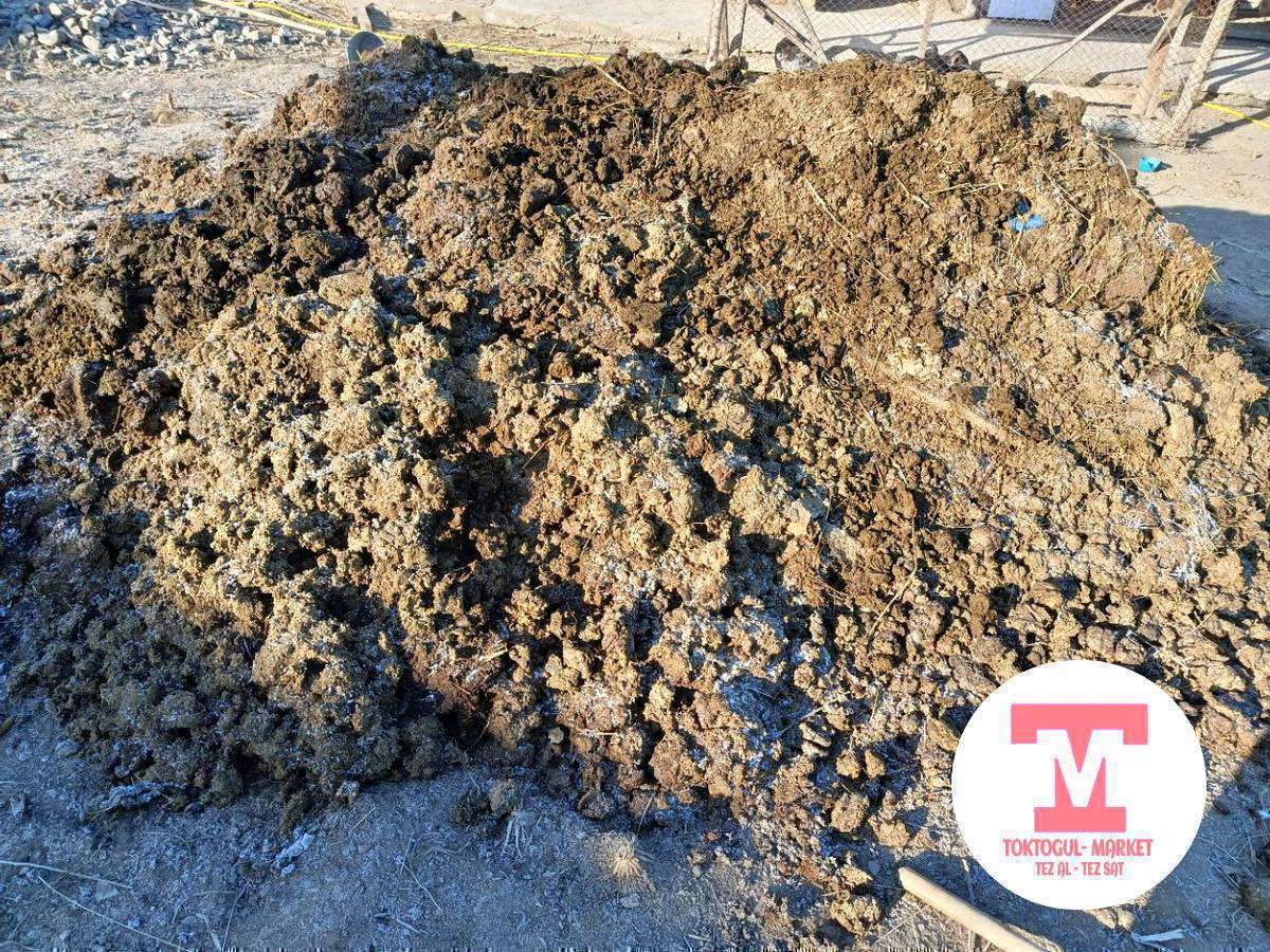 Айдо аңызга чачканы уйдун кыгын бекер алыңыздар машинага да жүктөшуп берем.