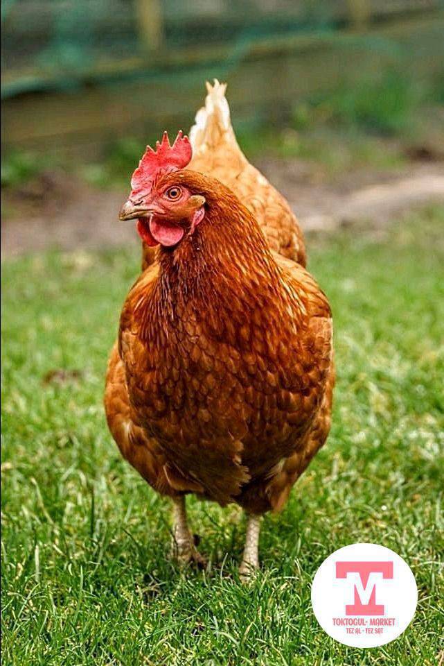 тоок сатылат 1 корос 3 мекиш баасы келишим турдо Кызыл тууда