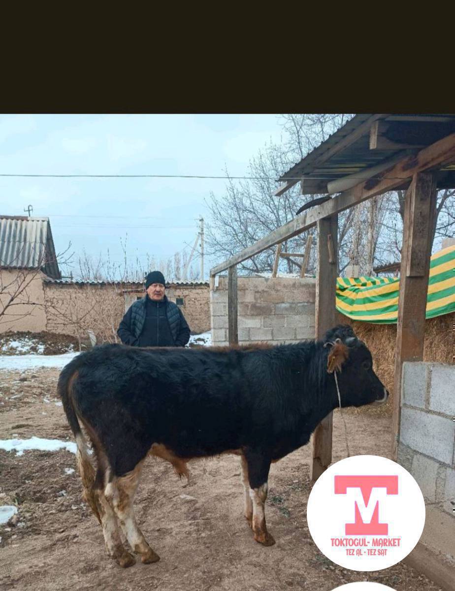 Тай бука сатылат келишим баада