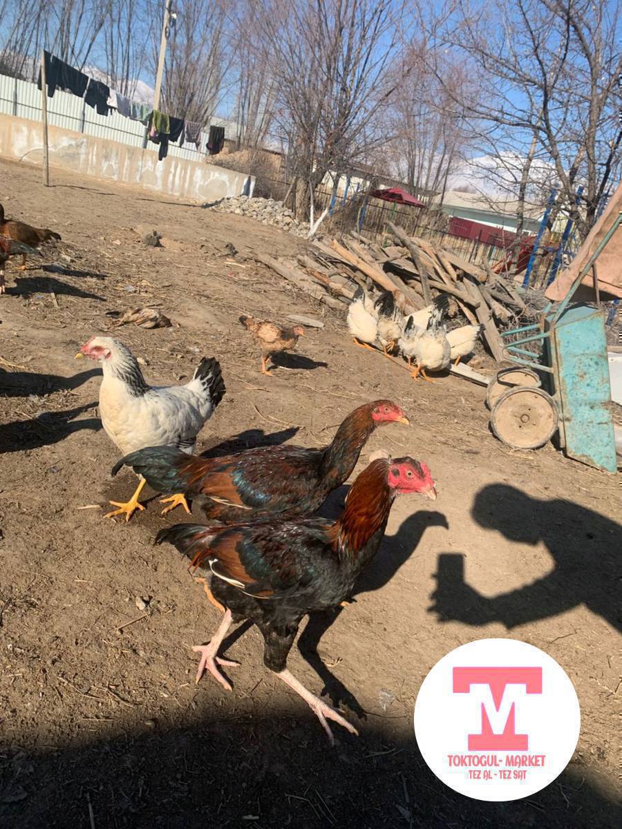 Далее короздор сатылат келип тандап кетсениздер болот
Баасы 1200