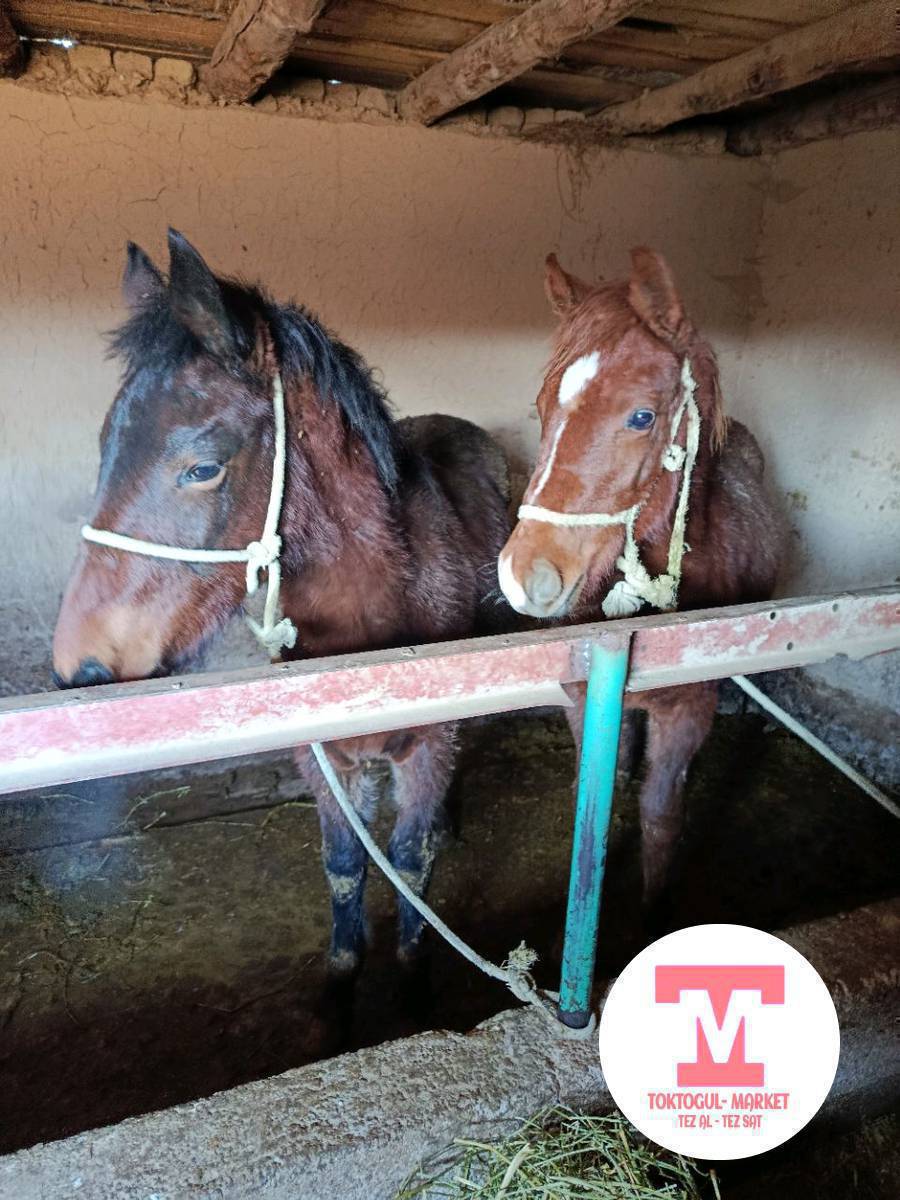 Ушул Эки Семиз Тайлар сатылат