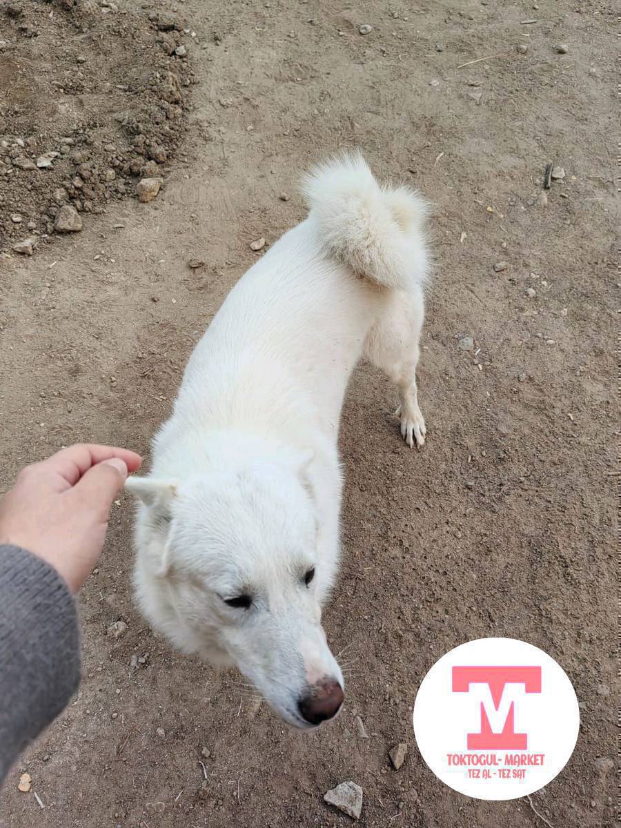 Ассалом алейкум жамат ушул ак Лайка жоголду горгон билгендер болсо кабарлап койунустар суйунчусу бар