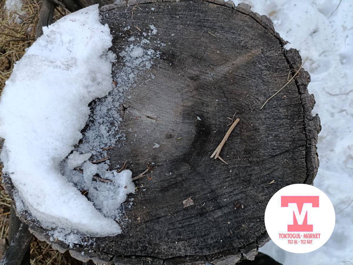 эт чапканга жангактын тонгочу сатылат