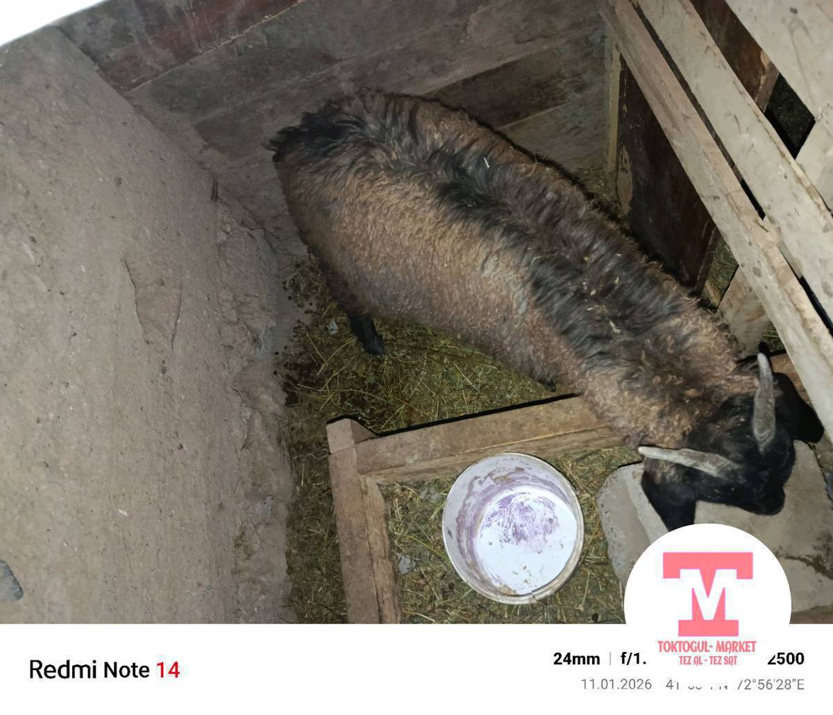 асалом малекум жамат ушул серке сатылат барсы 7000 сом суйлошу у жолдору бар