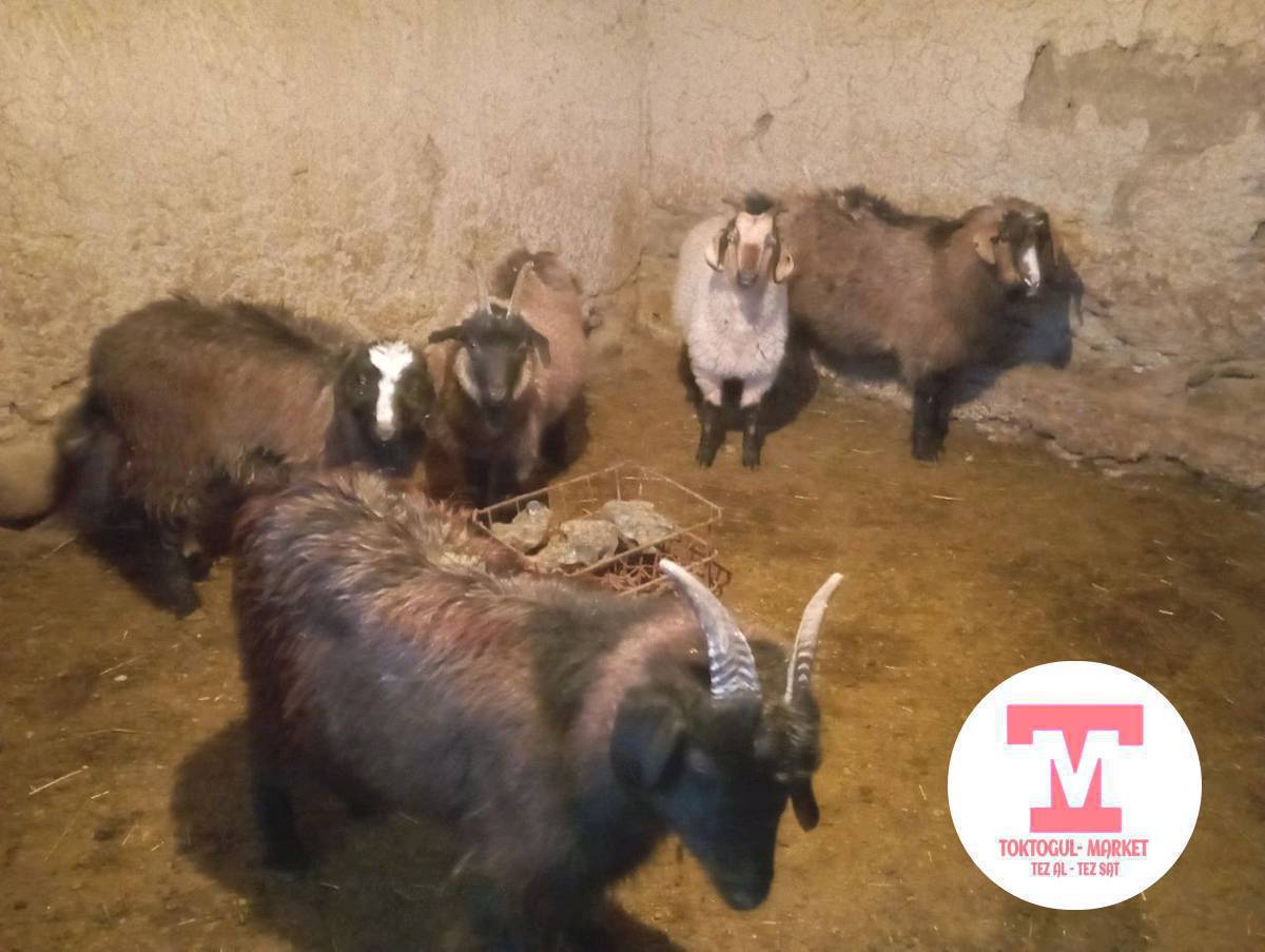 семиз эчкилер эки тиш серке ургачы улактар сатылат союшка Адреси Бала -Чычкан айылында