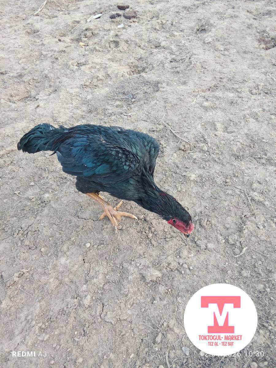 ассалам алейкум жамаат ушул жожо короз дакен сатылат августа чыккан короз баасы 2000сом Адлер жакшы короз жожо багат Аны 700 сом деп атам