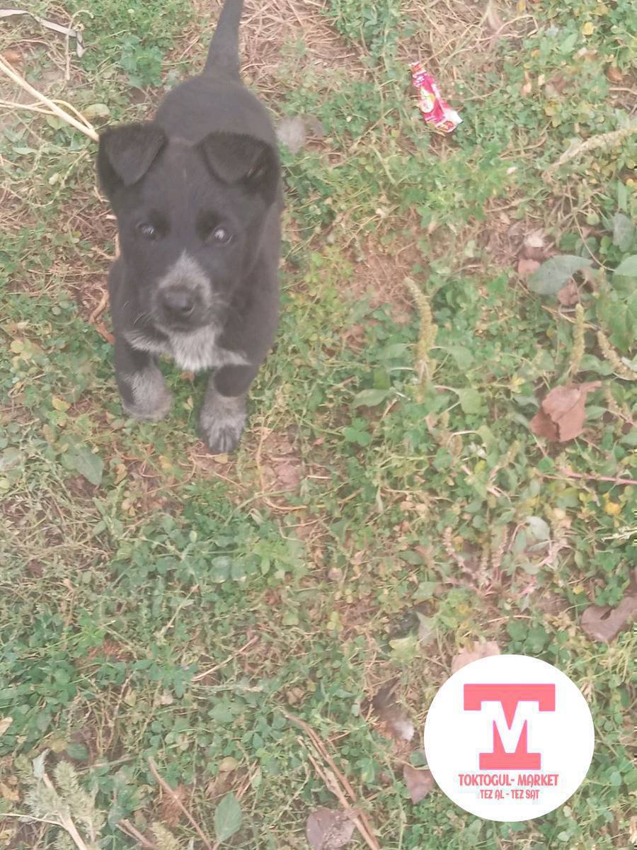 асаламу алекум жаамат тайган кучук болсо алам бекер болсо 3 же 4 айдан ашкан чала болсо деле болот