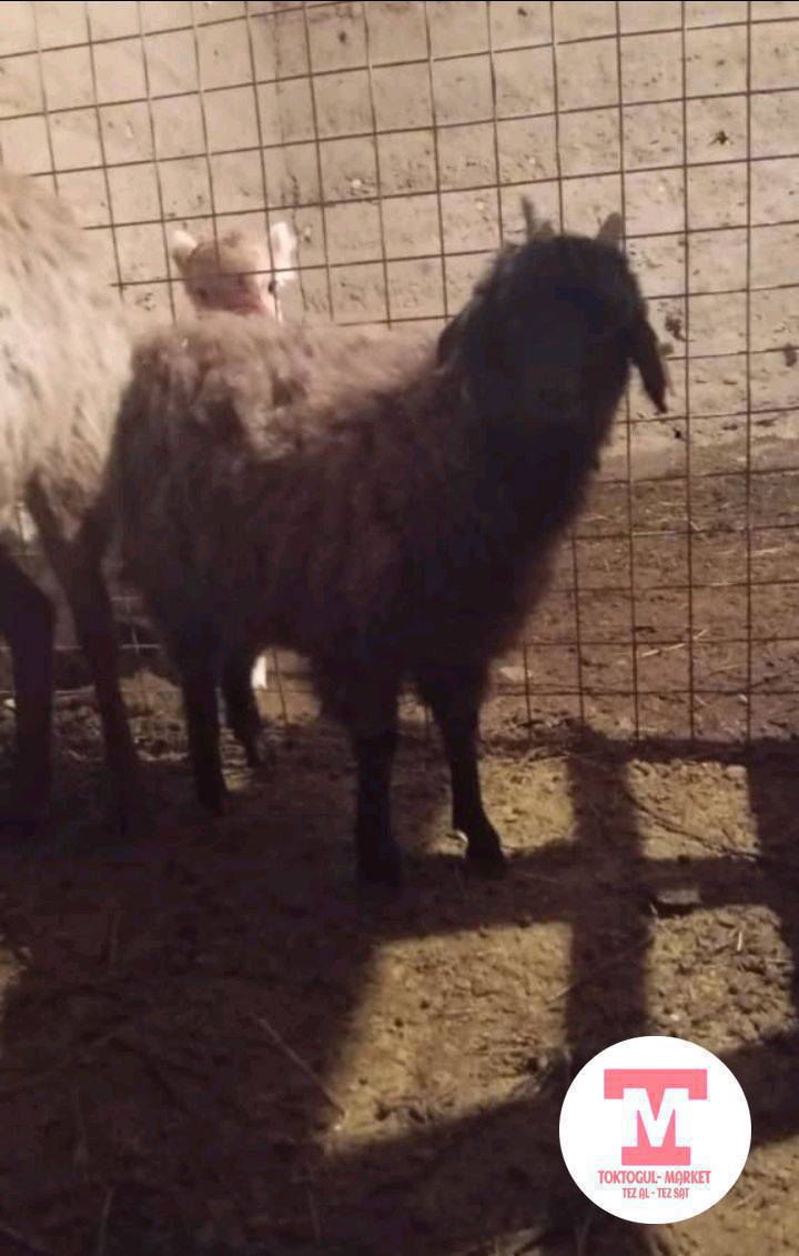 ассалам алейкум жаамат улак сатылат ургачы тыбыттуу .6000 Кеми бар семиз.