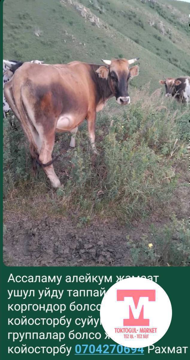 ассаламу алейкум кандайстар ушул уйду коргондор болсо кабарлап койосторбу суйунчусу бар