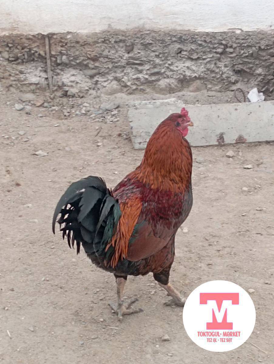 ушул короз сатылат ден соолугу жакшы