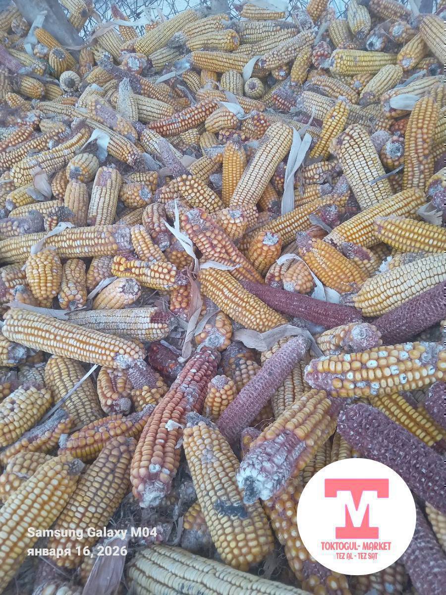 Баштай тартылган жүгөрү шак сатылат 300кг дай доставка бар баасы 26 сом