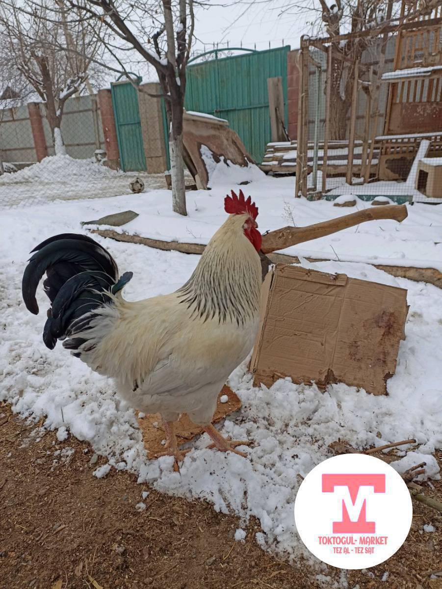 Ассаломуалейкум жамаат ушул Адлер короз сатылат баасы 1500 сом адрес Токтогулда