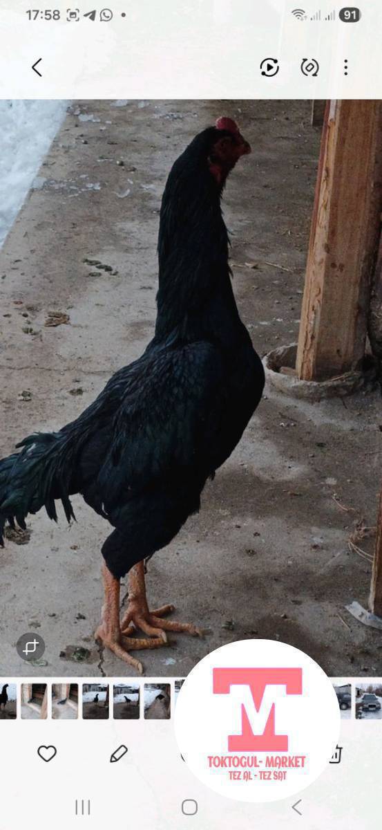 дакен короз сатылат.