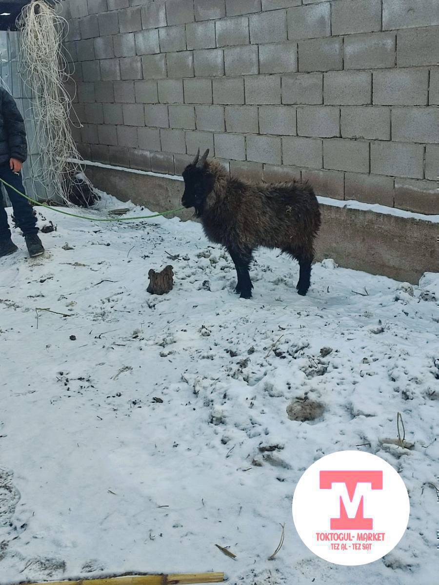 ассалом алейкум ургачы улак сатылат 6000