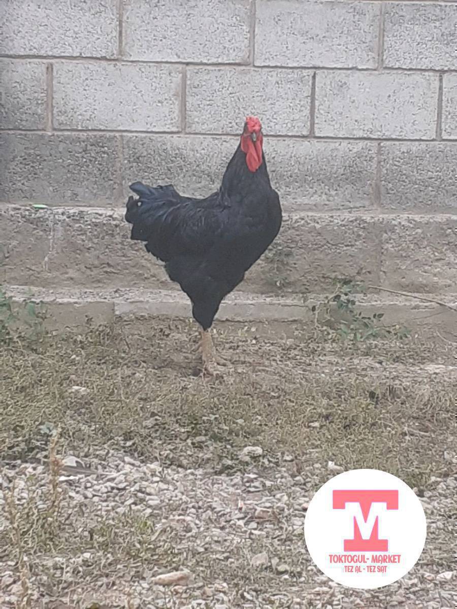 чон короз сатылат 2 жылдык.