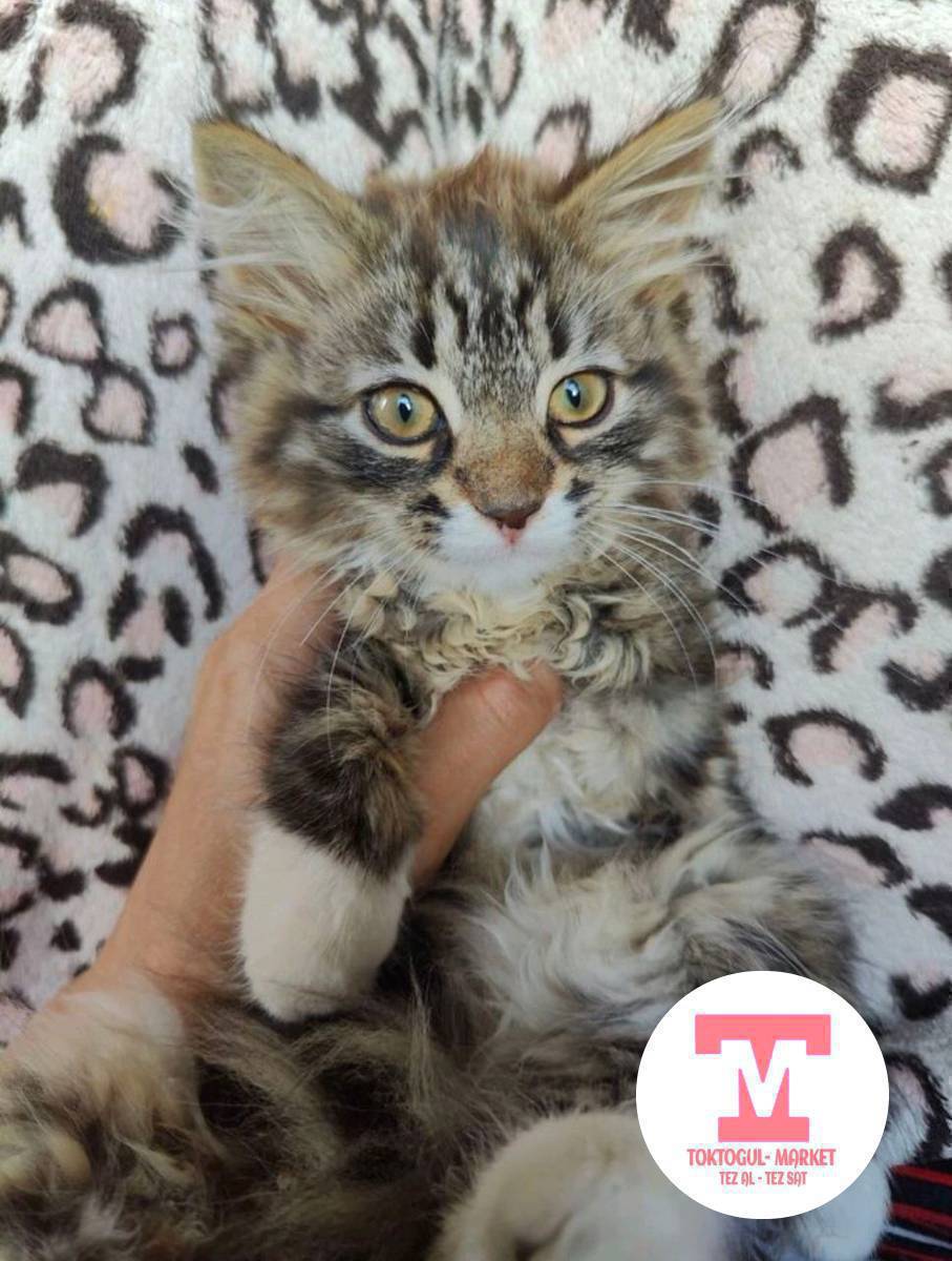 Эркек мышык алам.