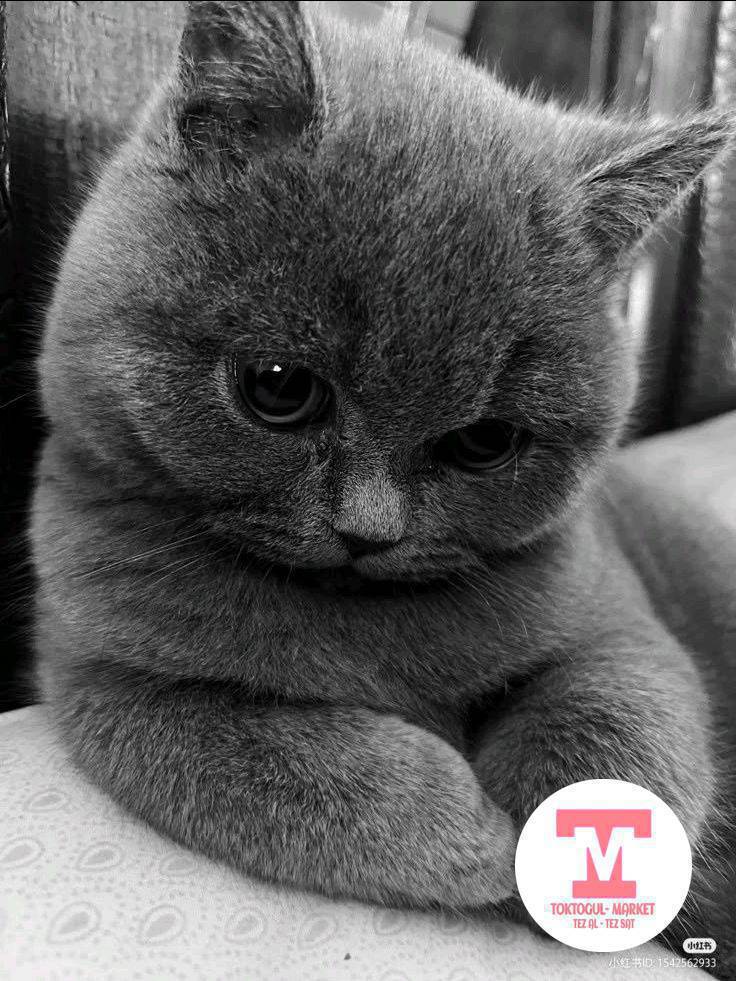 бала мышык алабыз тамак жеп калса эле болот өзүбүз багып алабыз бар болсо кабарлашып коюнуздар