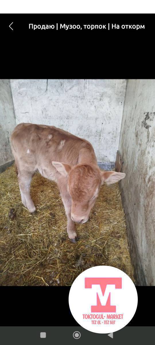 жаны торолгон торпок алам