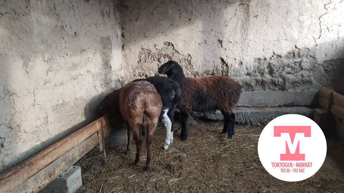КОЗУ АЛАБЫЗ ОПТОМ 3ШТ ЧЕЙИН УРГАЧЫ БЫЧМАЛ АРАЛАШ 15000С ЧЕЙИН ЛИЧКАГА ЖАЗА БЕРГИЛЕ ФОТО ЖОНОТКУЛО